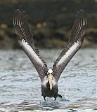 Peruvian Pelicanborder=